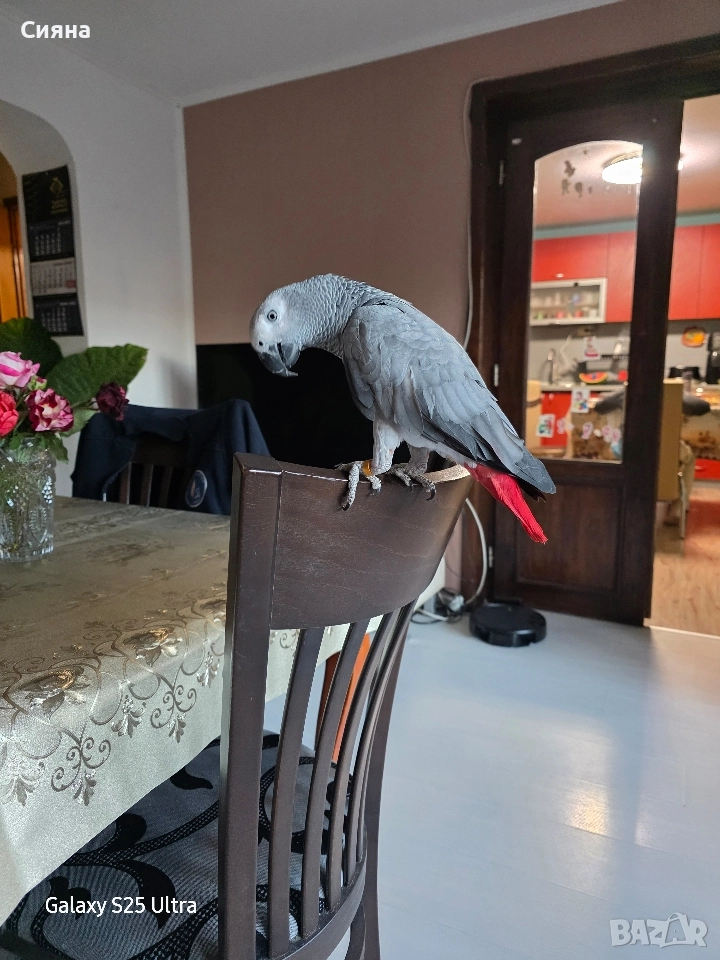 кралско жако, снимка 1