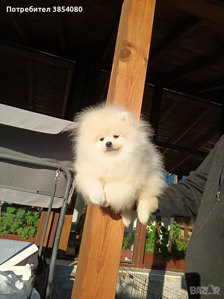 Померан момче , снимка 1