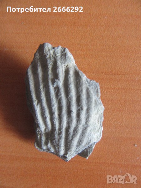 Фосил, снимка 1