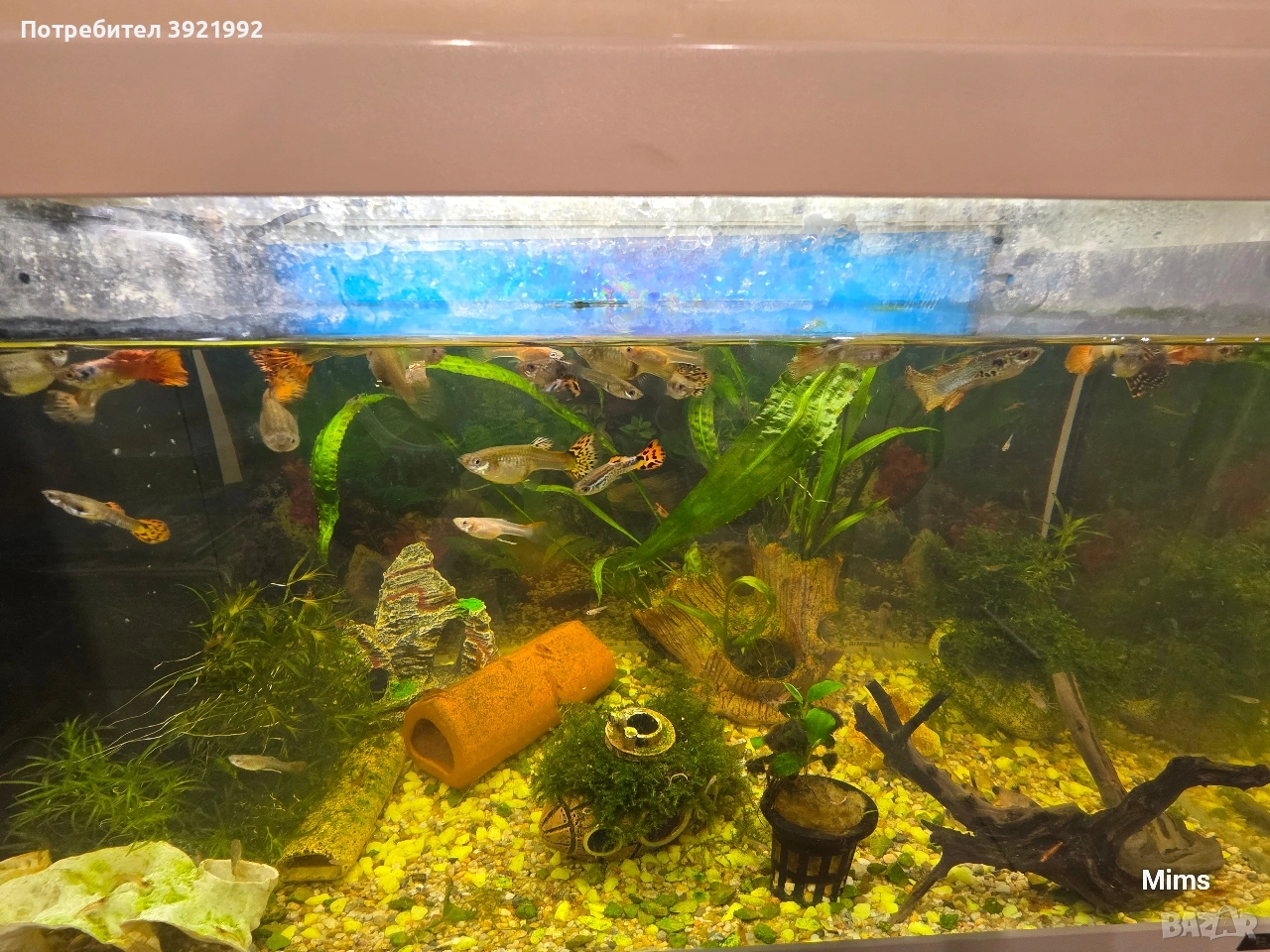 Декоративни гупи, снимка 1