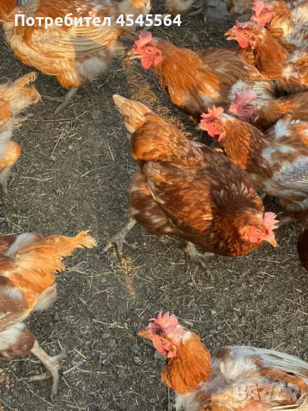 Кокошки Ломан Браун, снимка 1