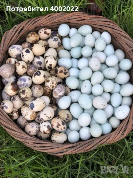 Яйца от пъдпъдъци китайски,фараон,манджурски, снимка 1