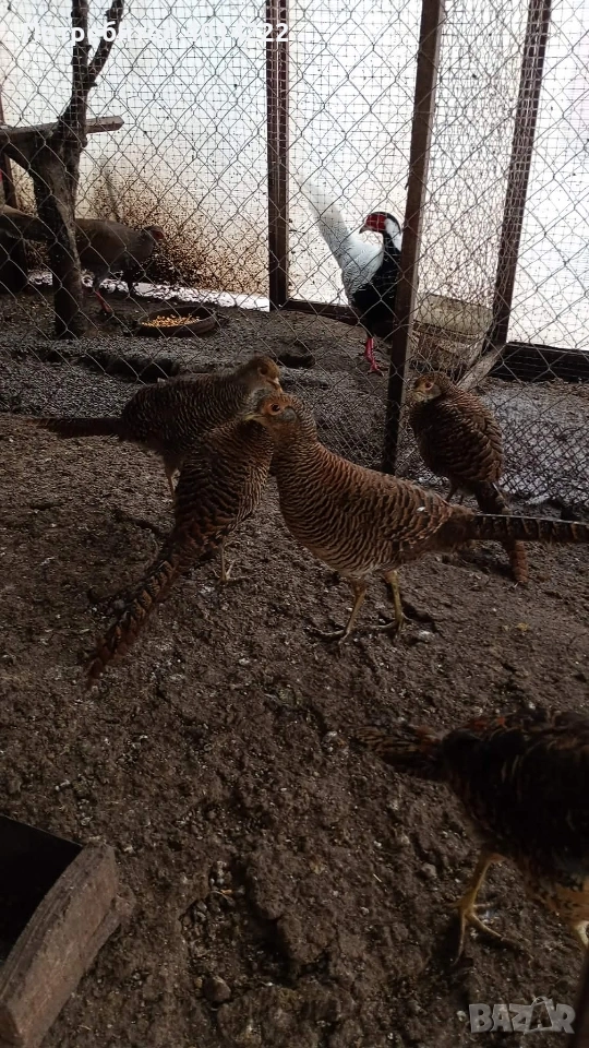 Червено-златни фазани , снимка 1