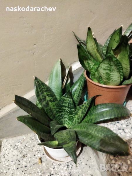 Стайни цветя различни видове, снимка 1