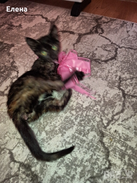 подарявам котенце , снимка 1
