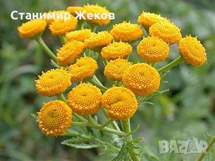 Вратига, снимка 1