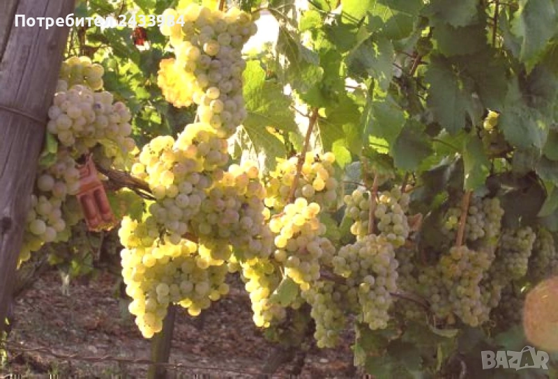 Грозде Немски ризлинг, снимка 1
