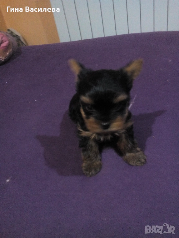 мини  йоркширски териер, снимка 1