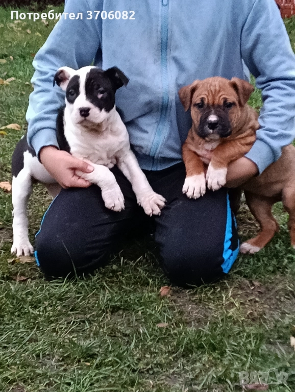 Продавам Стафове женски с първа ваксина и паспорт , снимка 1