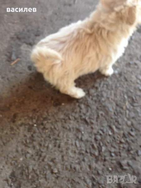 болонки, снимка 1