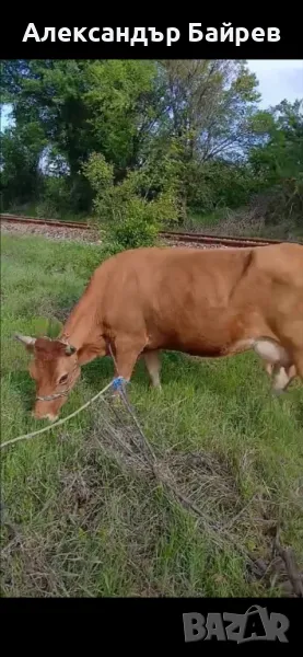 Джърсей дойна , снимка 1