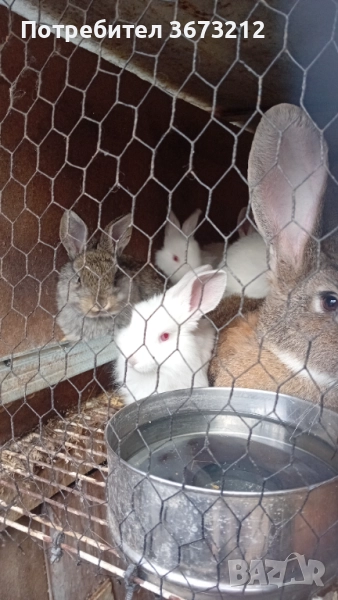 Продавам женски заек заедно с малките . , снимка 1