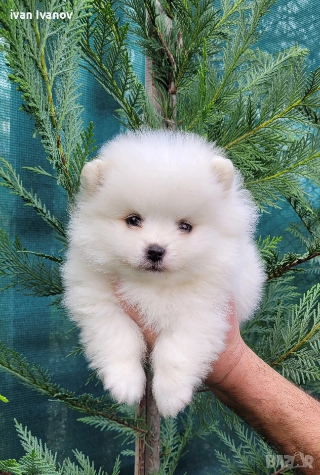 Померан-мини шпиц!!!, снимка 1
