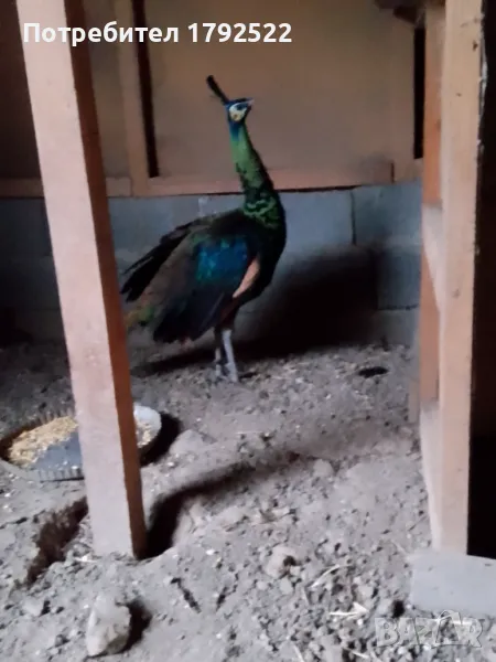 Мъжки зелен явайски паун от 2023, снимка 1