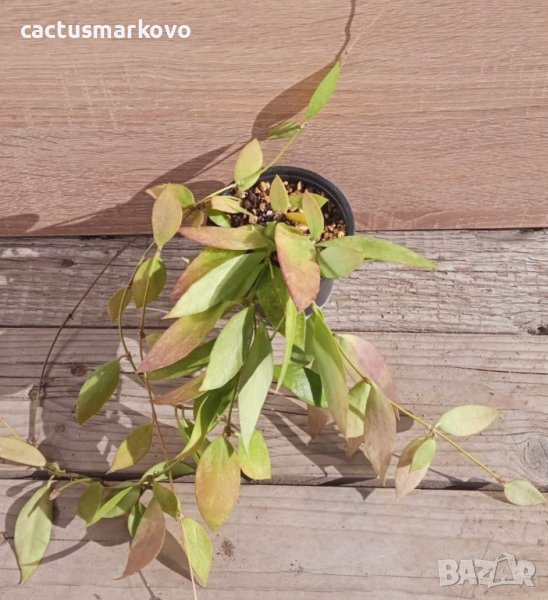 Hoya gracilis, снимка 1