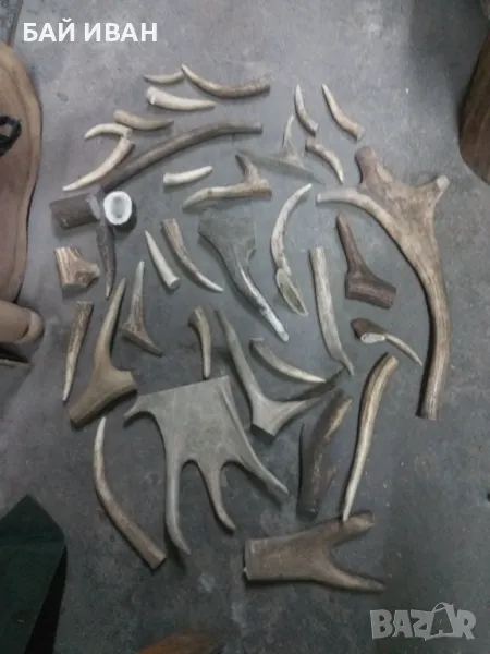 РОГА , снимка 1