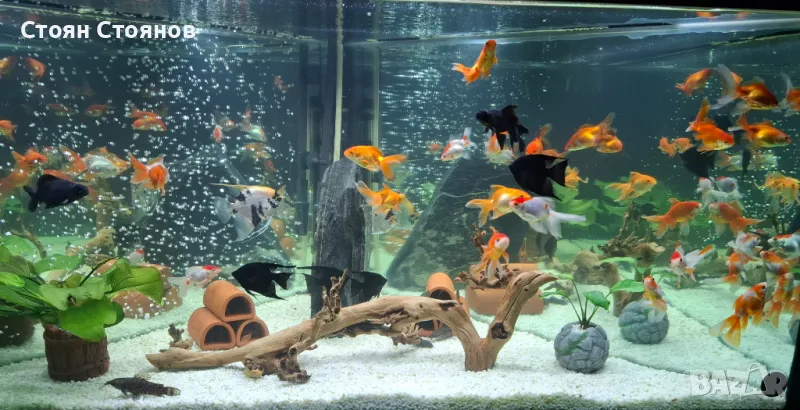 Продавам златни рибки , снимка 1