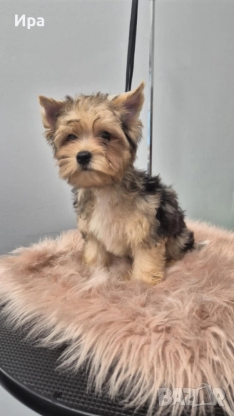 Момче, снимка 1