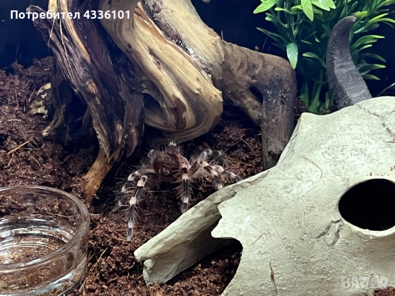 Продавам Acanthoscurria geniculata – гигантска бразилска белоколенчеста тарантула 🕷️, снимка 1