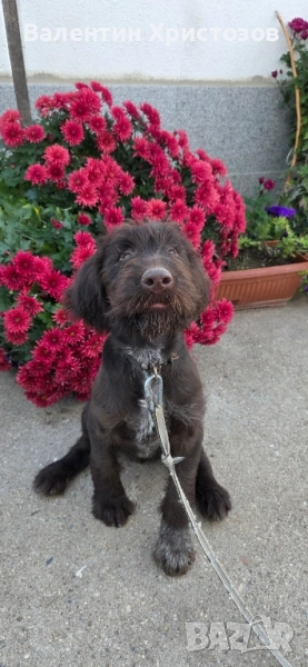 дратхаар , снимка 1