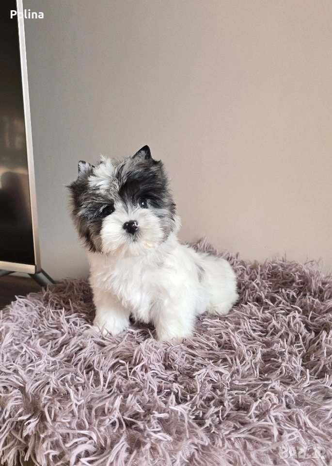 Момиче родословна принцеса, снимка 1