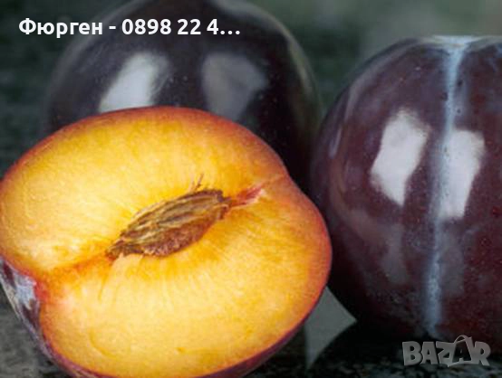 Пламкот (Сливо-кайсиев хибрид), снимка 2 - Разсади - 52172991