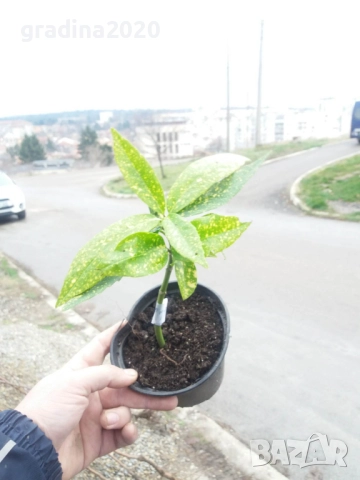 Аукуба -Aucuba, снимка 6 - Градински цветя и растения - 32259384