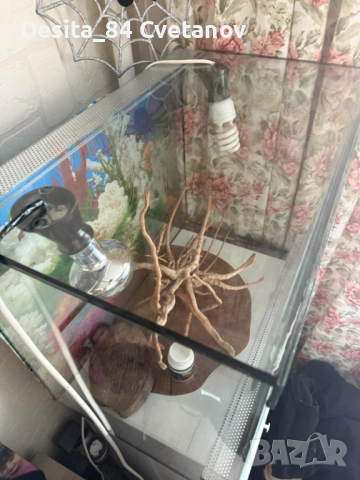 Терариум , снимка 3 - Терариуми и оборудване - 53032627