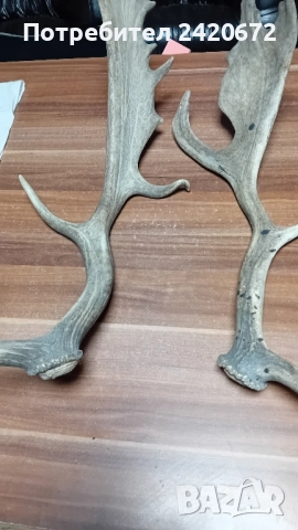 еленови големи рога, снимка 2 - Антикварни и старинни предмети - 52070972