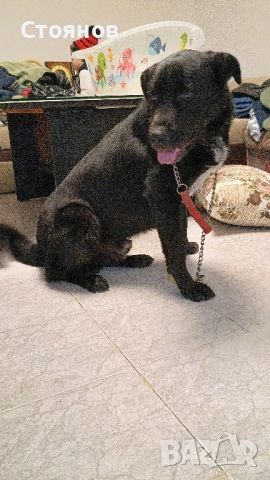 Немска овчарка/ Каракачанска овчарка 11 месеца , снимка 2 - Немска овчарка - 52412772