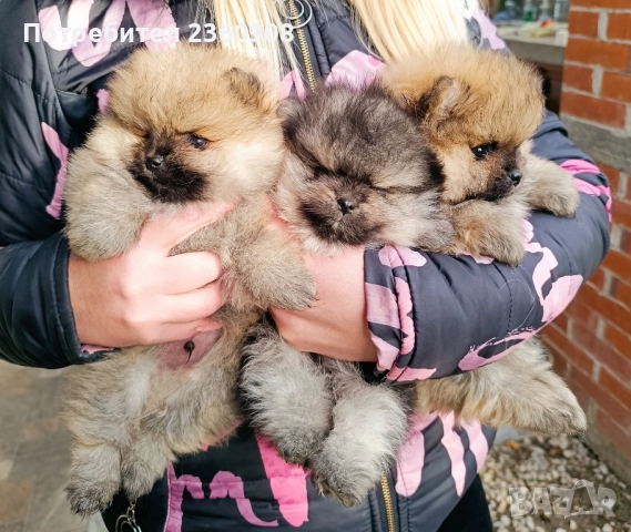 померан, мини померан , снимка 2 - Померан - 52628299