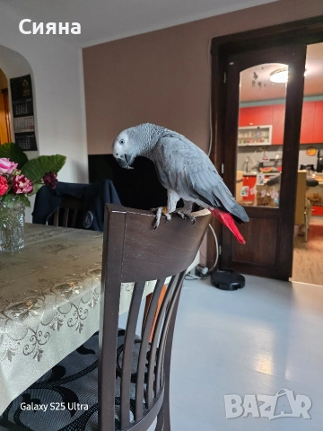 кралско жако