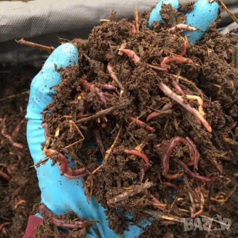 концентрат Био Тор ХУМУС от калифорнийски червеи --Увеличава кълняемостта на семената 