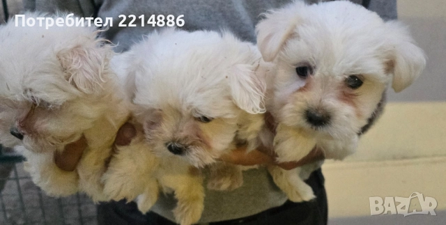 Малтийска болонка , снимка 18 - Болонка - 36473959