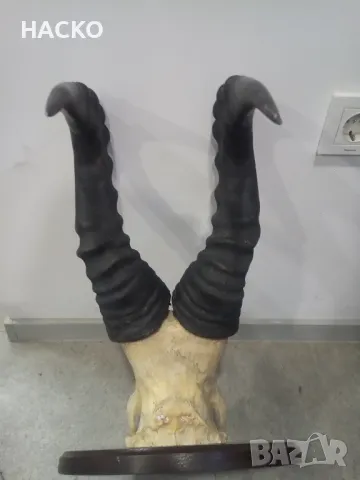 Уникален Трофей Рога с Черап от Антилопа Сейбъл 100% Автентичен, снимка 10 - Други - 48290351