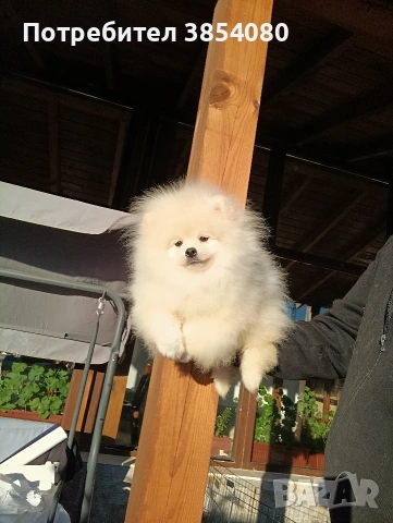 Померан момче 