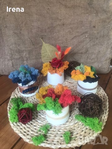 Кашпи със скандинавски мъх 8,50, снимка 10 - Декорация за дома - 42840962