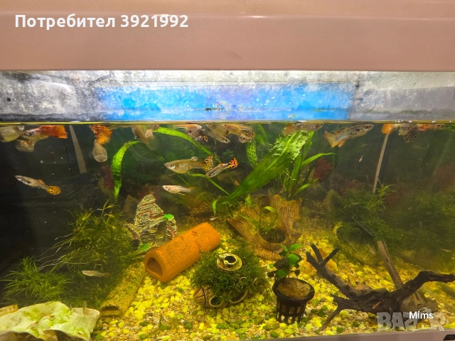 Декоративни гупи