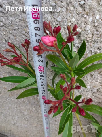 Олеандър розов кичест ароматен , снимка 2 - Градински цветя и растения - 50152809
