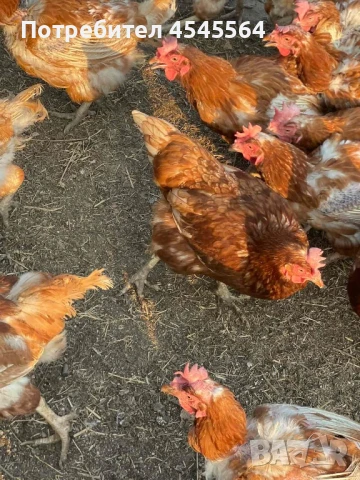 Кокошки Ломан Браун, снимка 1