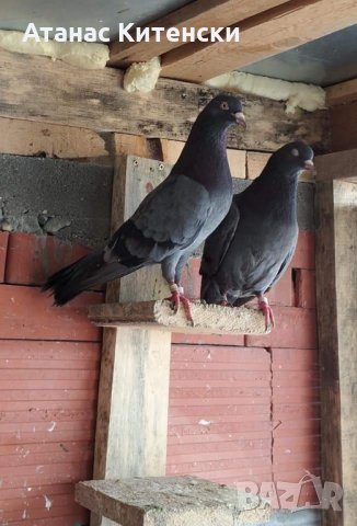 Пазарджишки  високолетачи , снимка 2 - Гълъби - 30874877