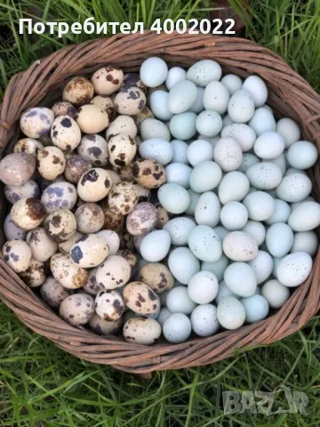 Яйца от пъдпъдъци китайски,фараон,манджурски