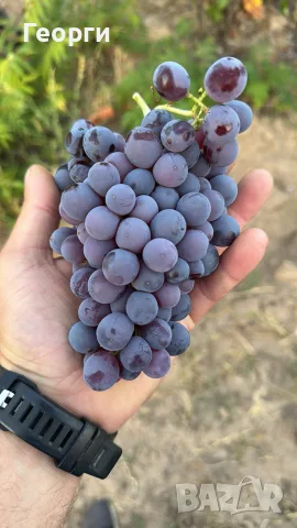 Продавам Грозде Памид , Мавруд