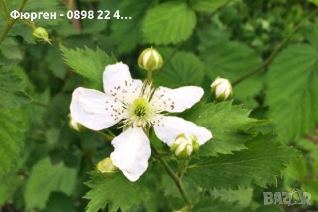 Къпина Бжезина - Blackberry Brzezina, снимка 4 - Разсади - 42501185