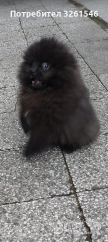 Продавам мъжки померан , снимка 5 - Померан - 53936076