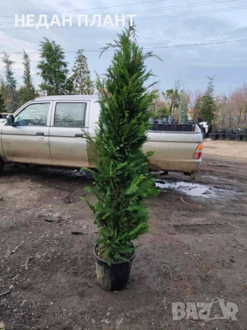 Кипарис "Лейланди", снимка 2 - Градински цветя и растения - 54073852