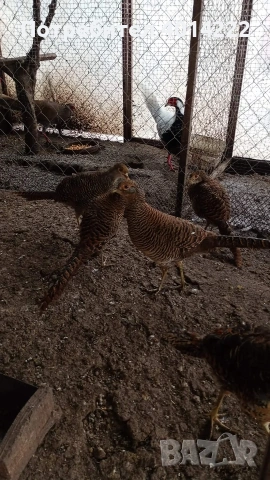 Червено-златни фазани 