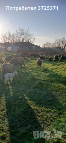 Продавам 26 бр. Овце, снимка 7 - Овце - 52891766