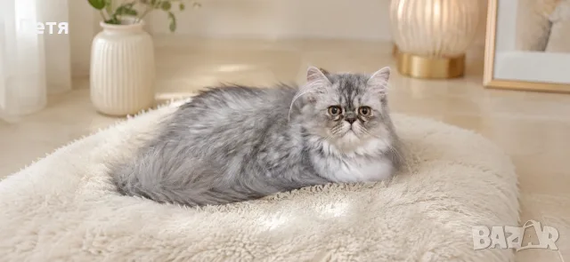 Персийски котенца, снимка 15 - Персийска - 46129032