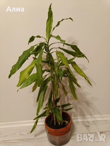 Юка, драцена, сингониум, шефлера, сансивиера, снимка 11 - Градински цветя и растения - 38427917